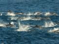 Stripped Dolphin's Pod